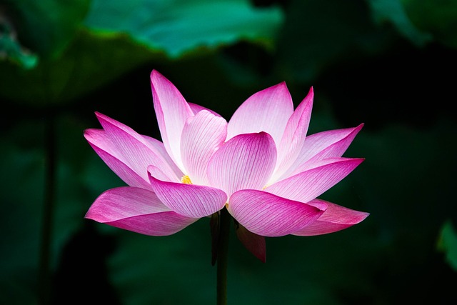 lotus-978659_640