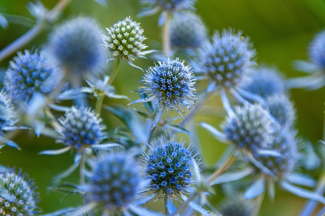 blue-eryngo-7319904_640