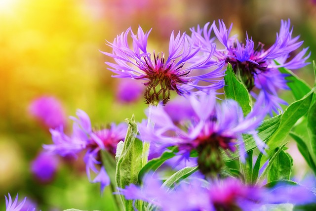 cornflowers-3393209_640