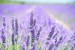 lavender-1595581_640